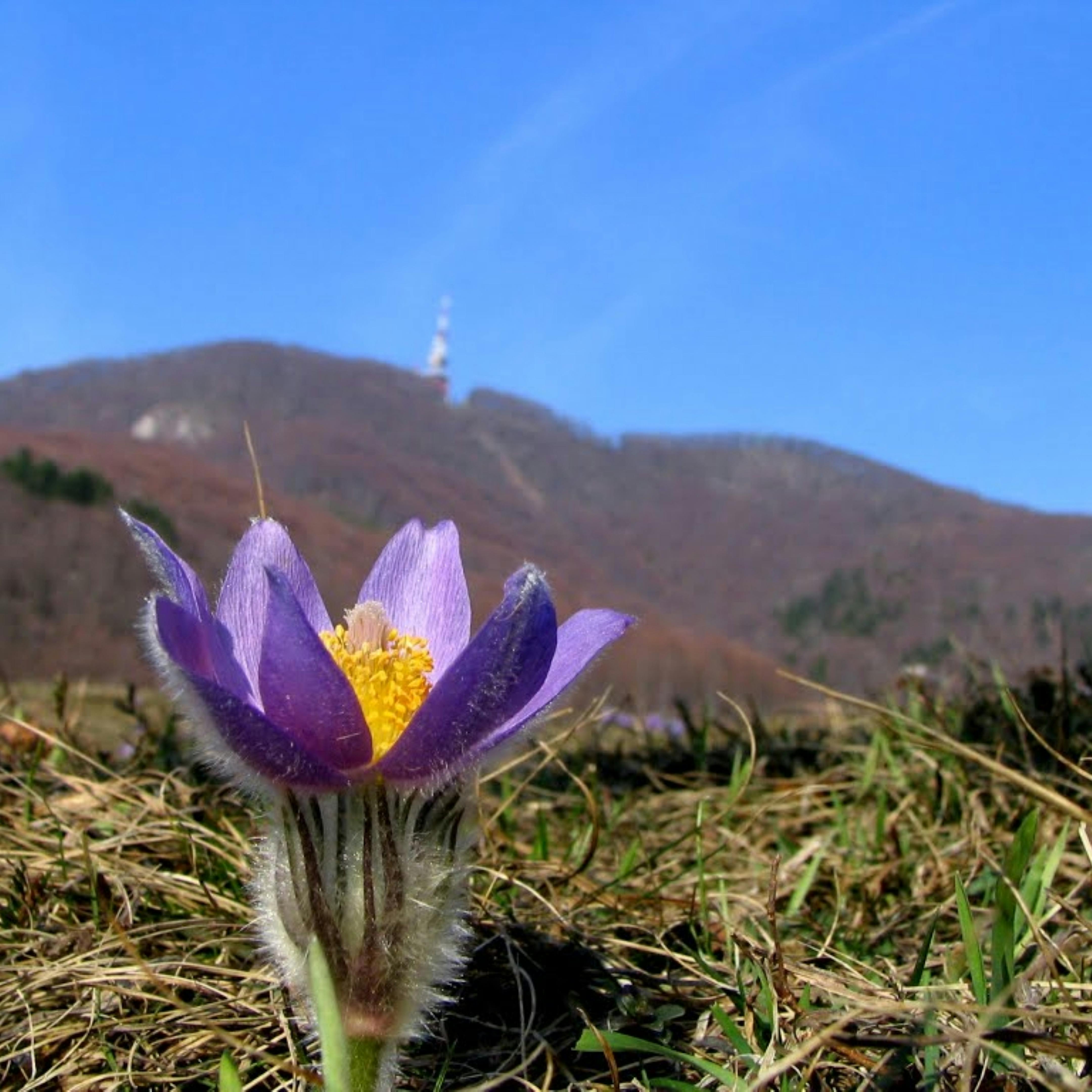 Poljčane